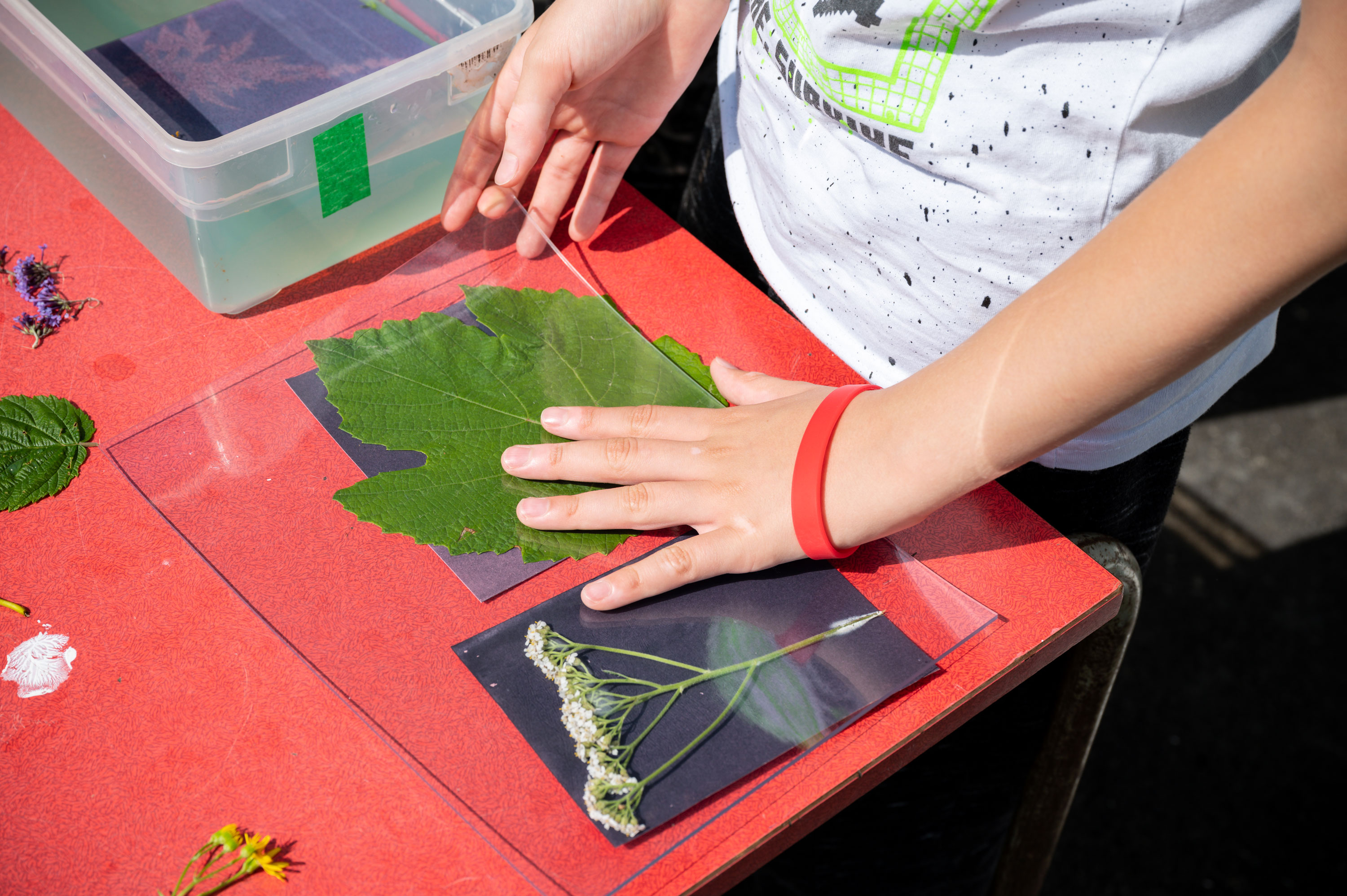 A close-up on a participants hands pressing leaves and grass into ink on a glass sheet