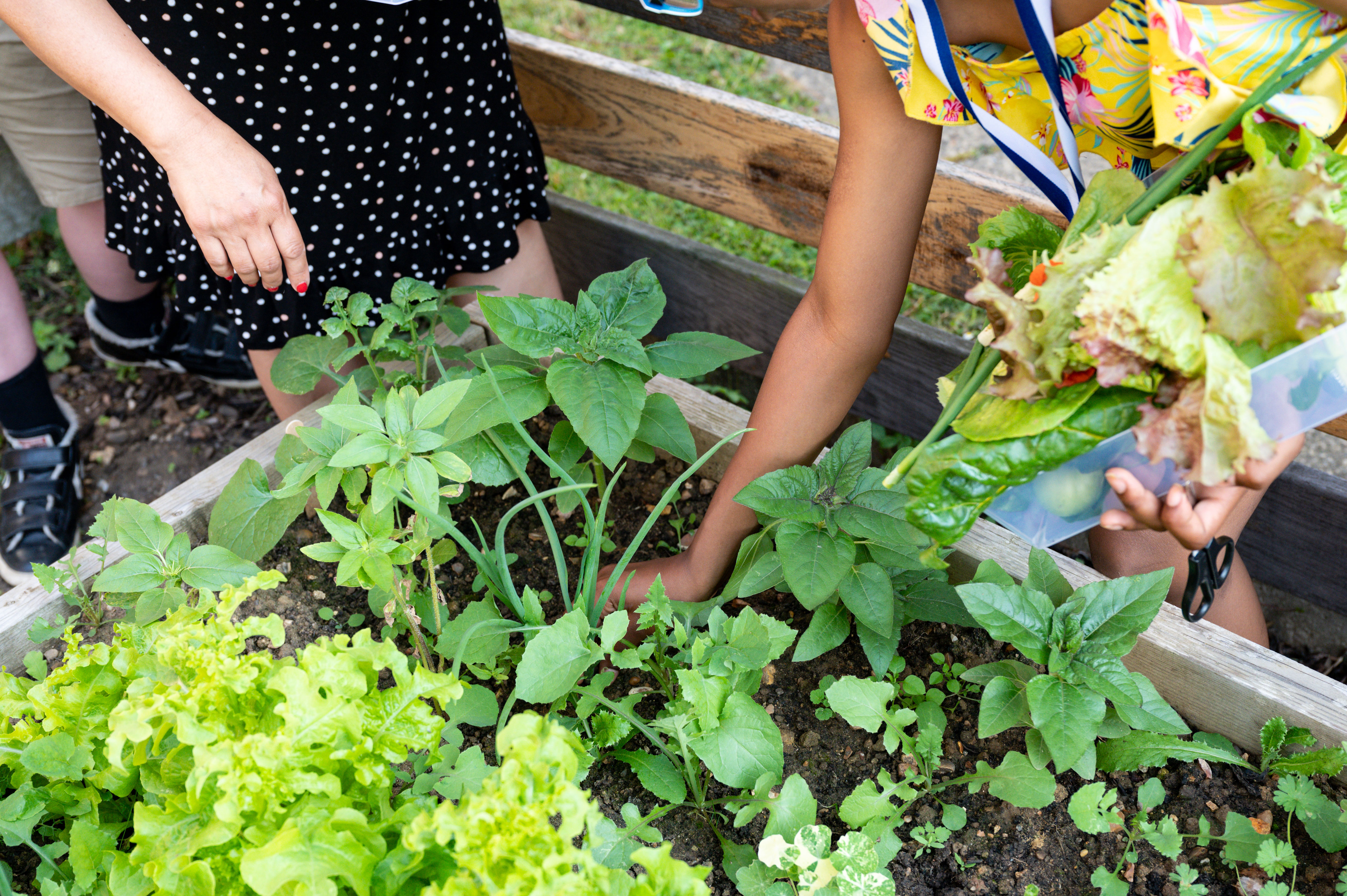 A young person picking herbs from a raised bed